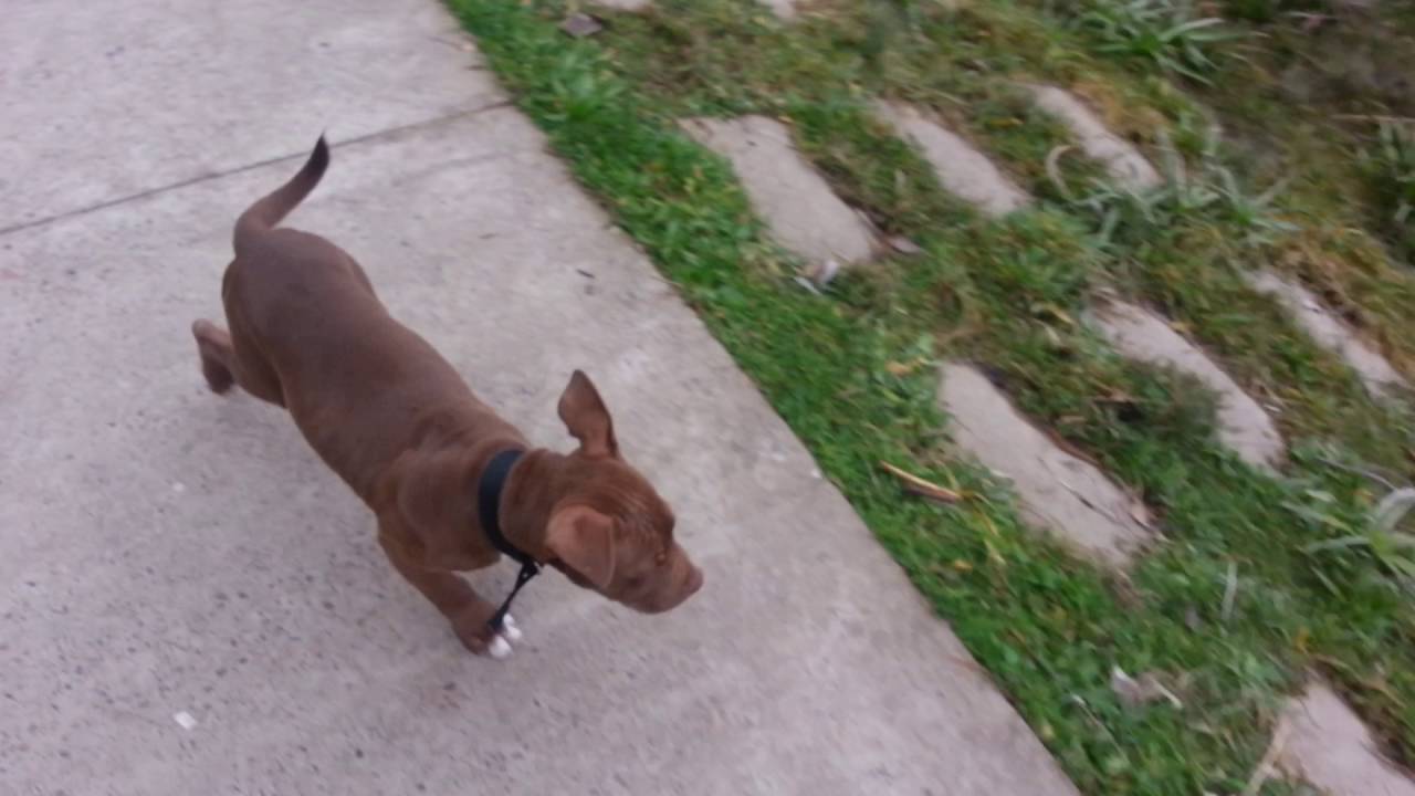 Pitbull cachorro 3 meses y medio