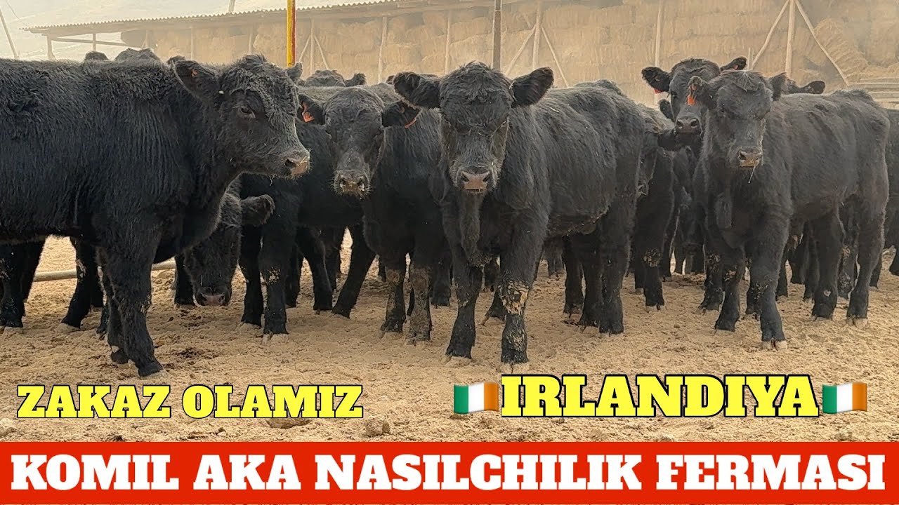 KOMIL AKA FERMASI ABERDIN ANGUS IRLANDIYA ZOTI QONI TOZA 100 BOSH