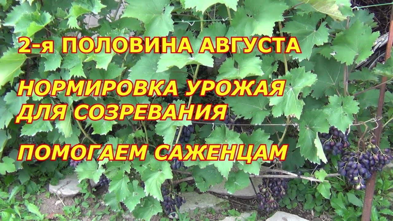 2 я половина августа. Нормировка ягодой для созревания. Помощь саженцам