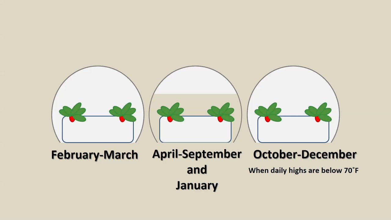 USDA Strawberry Breeding and Low Tunnel Production