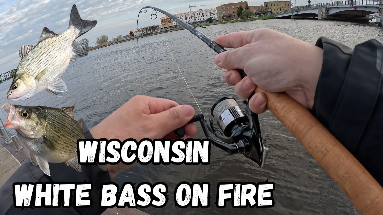 Catch them while they're here! White bass Oshkosh, Wisconsin