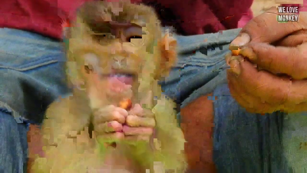 Monkey Sovana Scary of Grandma Terasa to Adopt Her Too But Not Interested, Only Bonita Want to Adopt