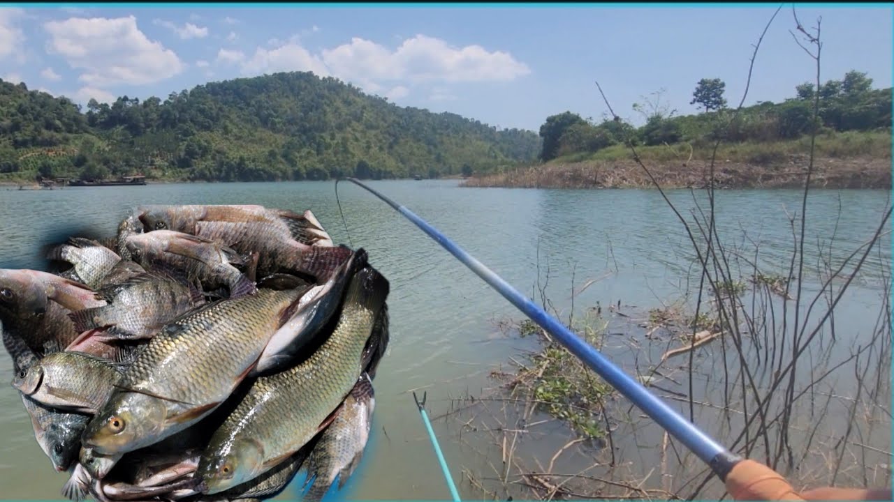Dọn ổ câu ngày thứ 2 lên cá liên tục.1 buổi 6 ký/cuộcsốnglònghồ