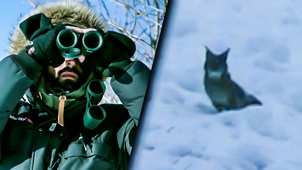 SUR LE TERRITOIRE DU LYNX (ANIMALIS)