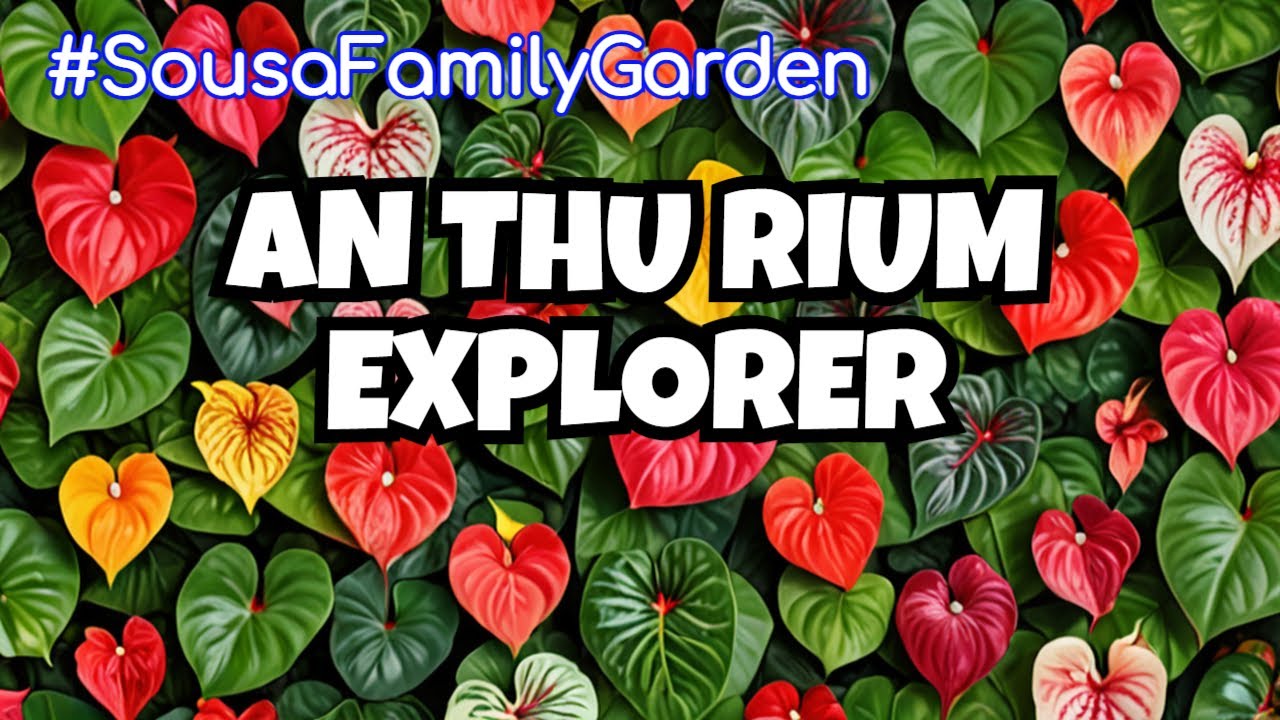 Unveiling the Exotic World of Anthuriums: 33 Stunning Varieties! #SousaFamilyGarden
