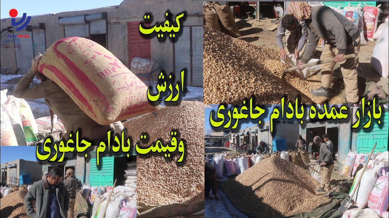 بادام محصول صادراتی ولسوالی جاغوری به کشورهای جهان| گزارش رسانه رسا/Rasa Media 