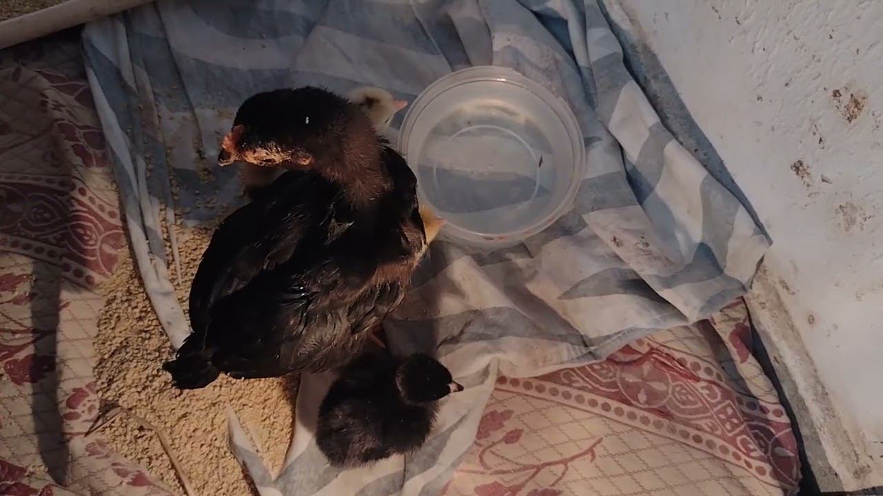 Como cria pintinhos sem a galinha?