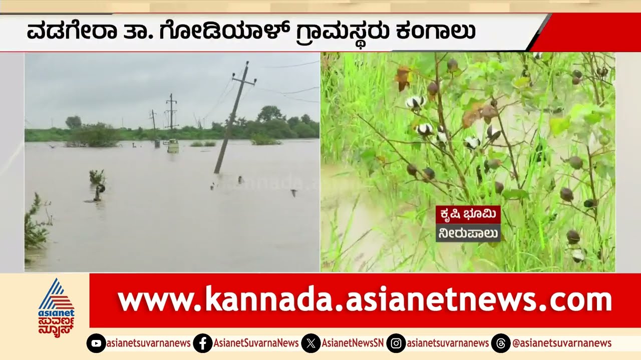 ಭತ್ತ, ಹತ್ತಿ, ತೊಗರಿ ಬೆಳೆ ನಾಶ: ಯಾದಗಿರಿ ರೈತರಿಗೆ ಸಂಕಷ್ಟ! | Yadgir Crop Loss Floods | Suvarna News
