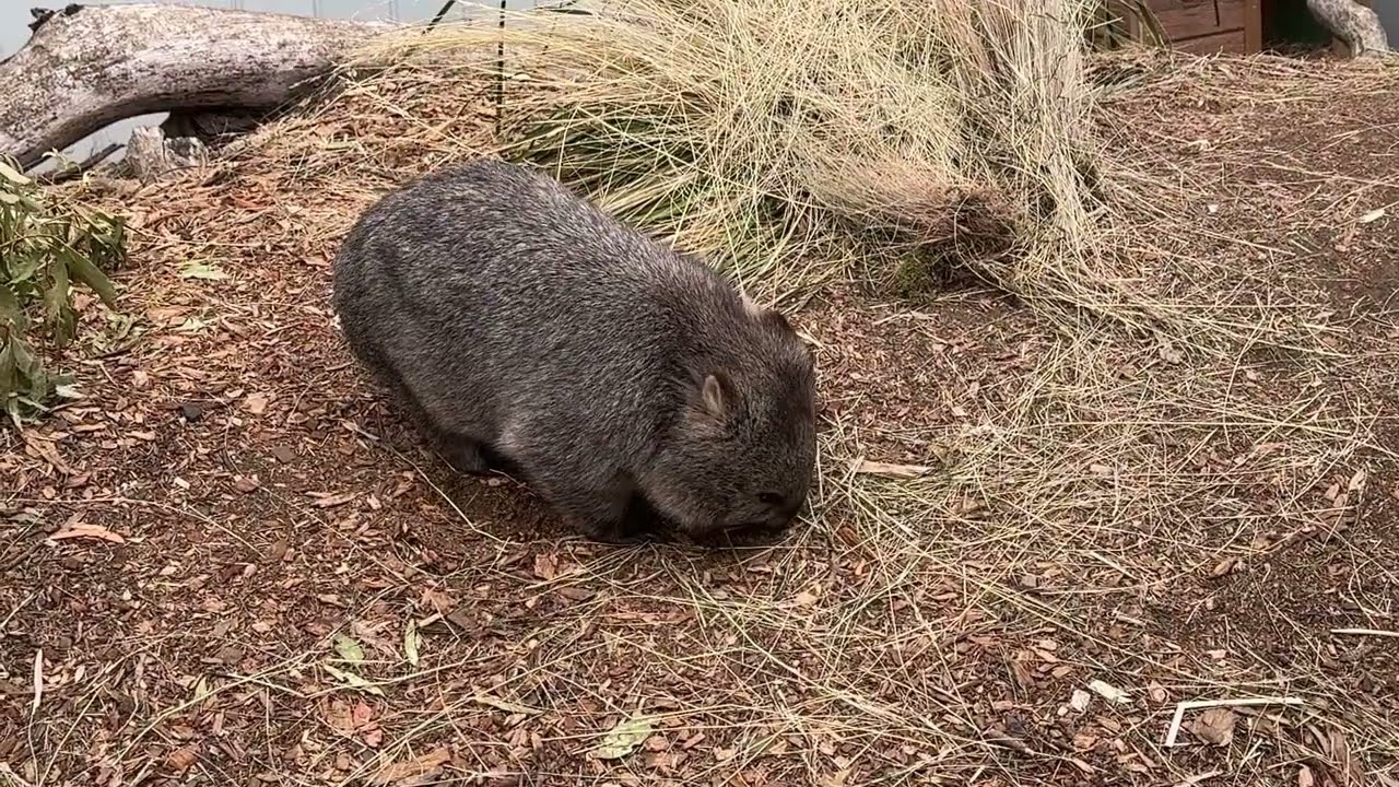 20250413 Hobart