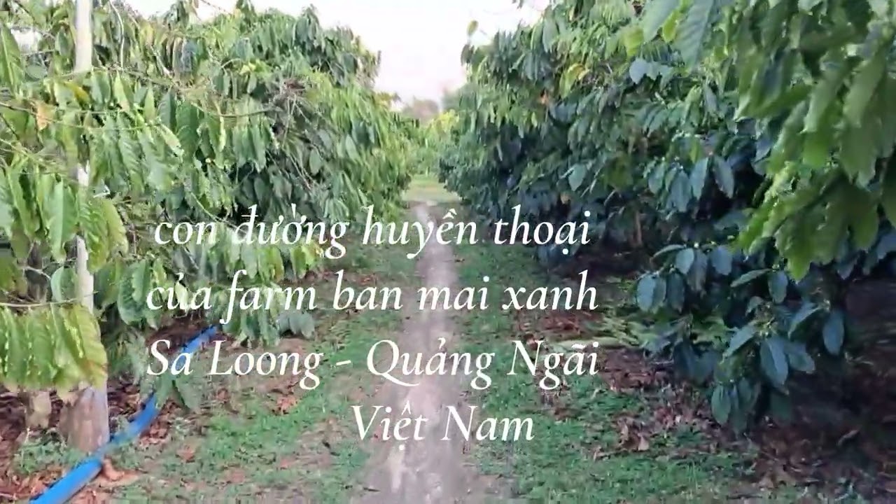 Farm ban mai xanh 23 - 2 - 2026