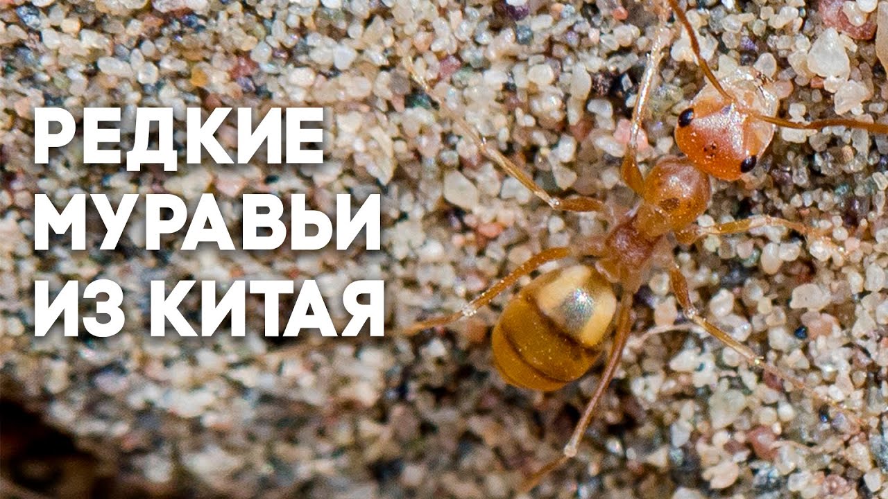 Новая большая посылка из Китая! Удивительные бегунки и необычные термиты!