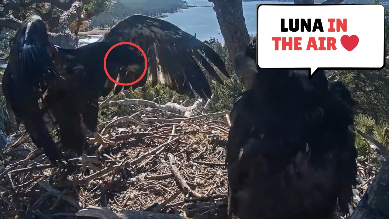 😭 Luna's First Flight Has Eagle Fans Cheering Everywhere! 🦅❤️