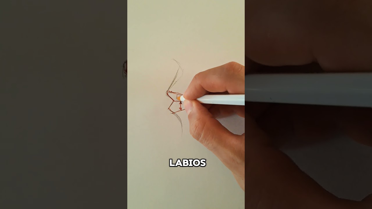 CONCEPTOS de los  LABIOS MASCULINOS