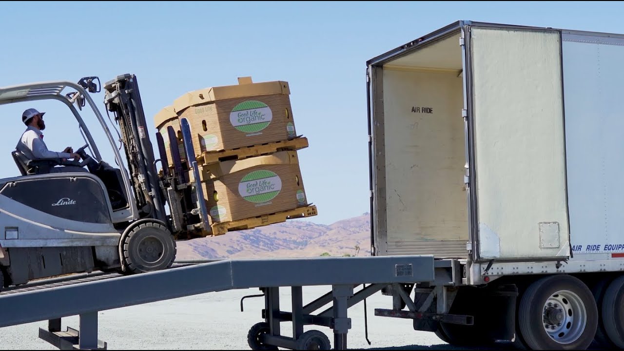 Organic Hard Squash Harvest and Packing - California