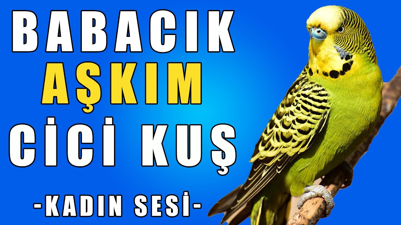 Babacık Aşkım Cicikuş Ses Kaydı - Muhabbet Kuşu Konuşturma Egzersizi