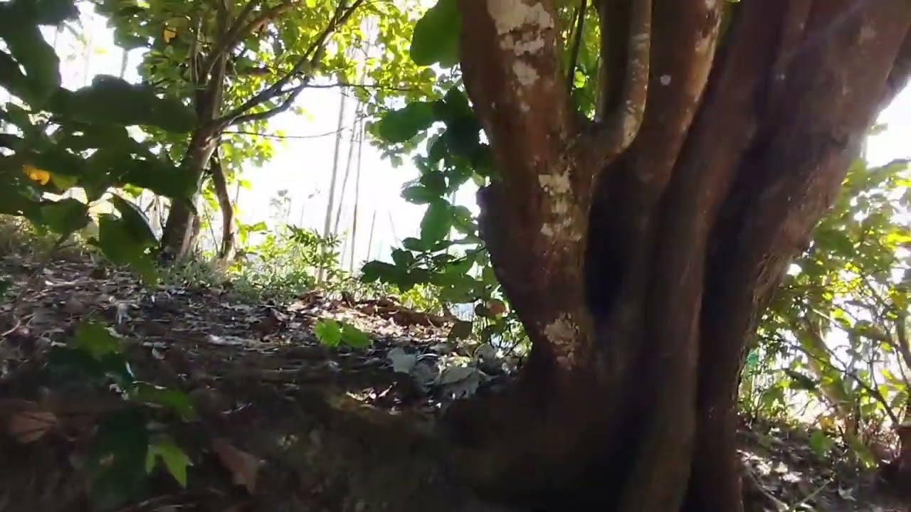 114. 12. 09  獨立山，四連峰，砍半，怎麽砍，砍來回 喔 ！！看了，就知道. 尾部一樣，空拍彩蛋，呈現.