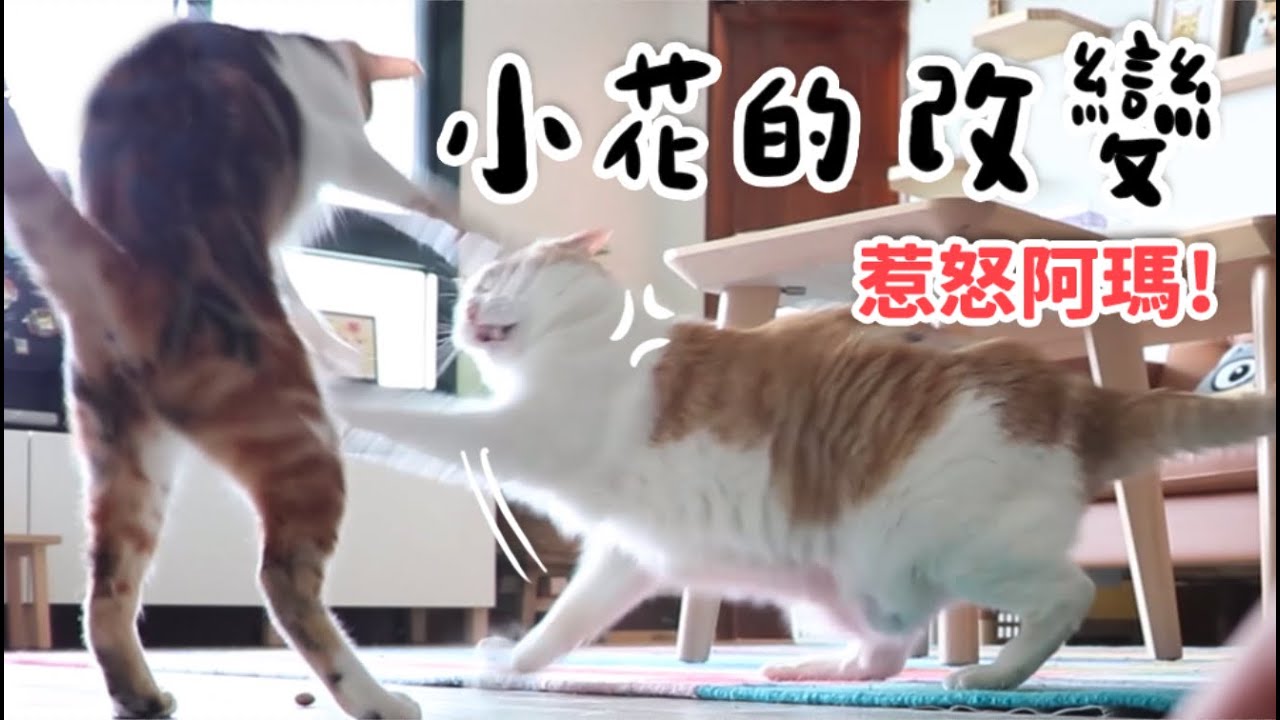 【黃阿瑪的後宮生活】小花的改變!惹怒阿瑪!