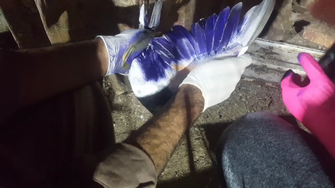 Parwazi Kabootar Ko Rang Lagaya || Hashim Mahmood Pigeons