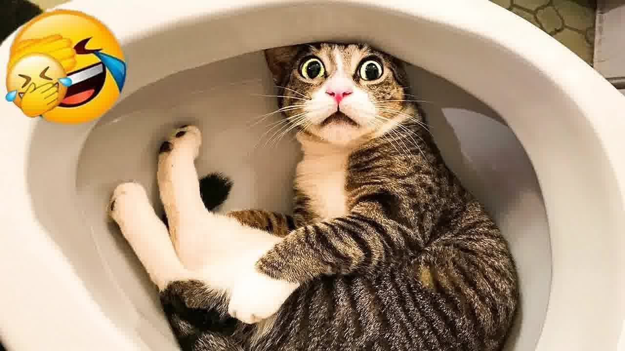 You Laugh You Lose 😘 Funniest Dogs and Cats 2024 😅