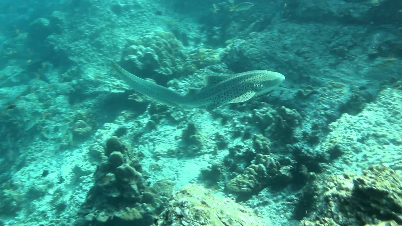 Leopard Shark Hin Bida Thailand