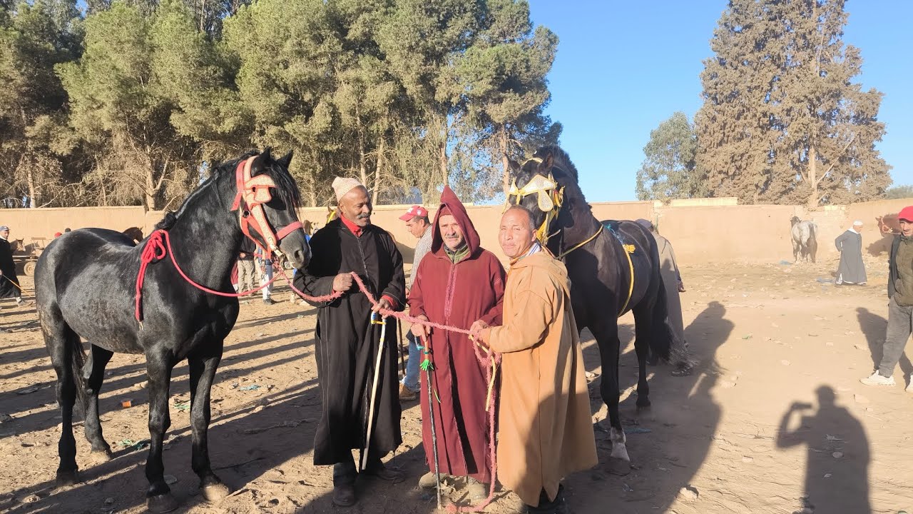 مبلبلة مع خوكم طيكطوك يوم با دريس باع  لينا جدع مليح و كاين ميتشاف