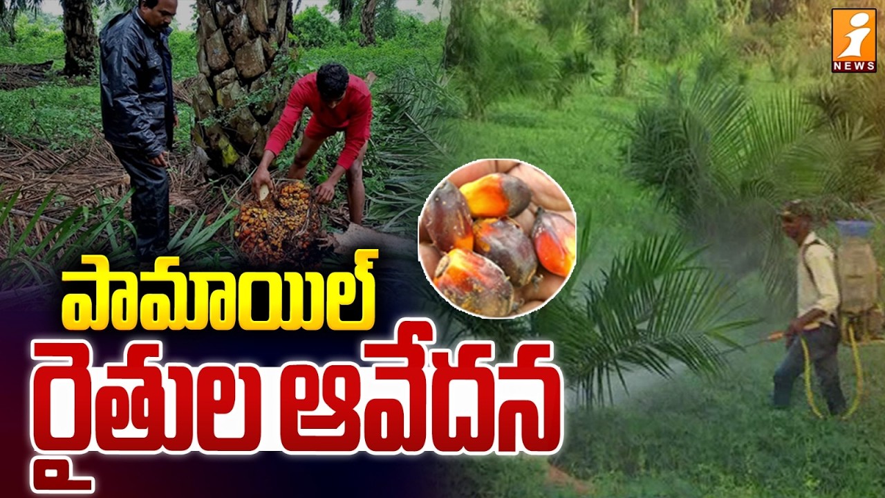 పామాయిల్ రైతుల ఆవేదన | Oil Palm Crisis in Adilabad | Ground Report Adilabad Oil Palm Farmers | iNews