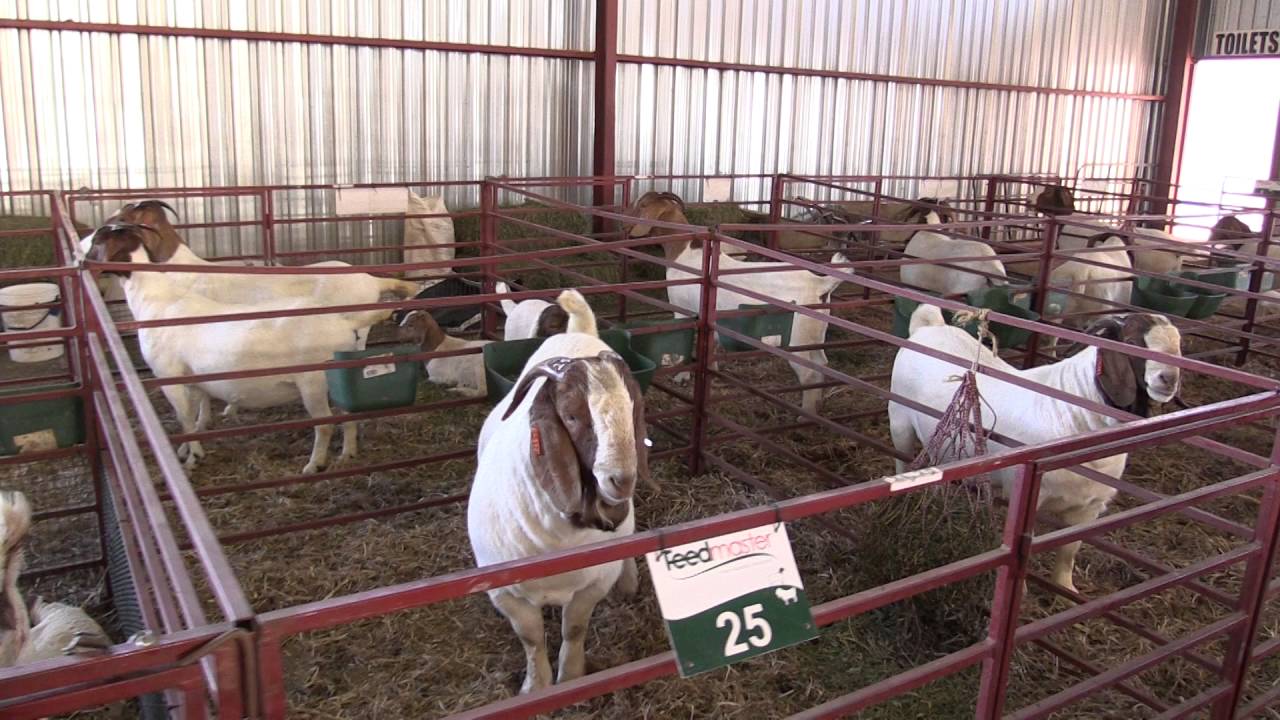 Video 6 - Auction Day