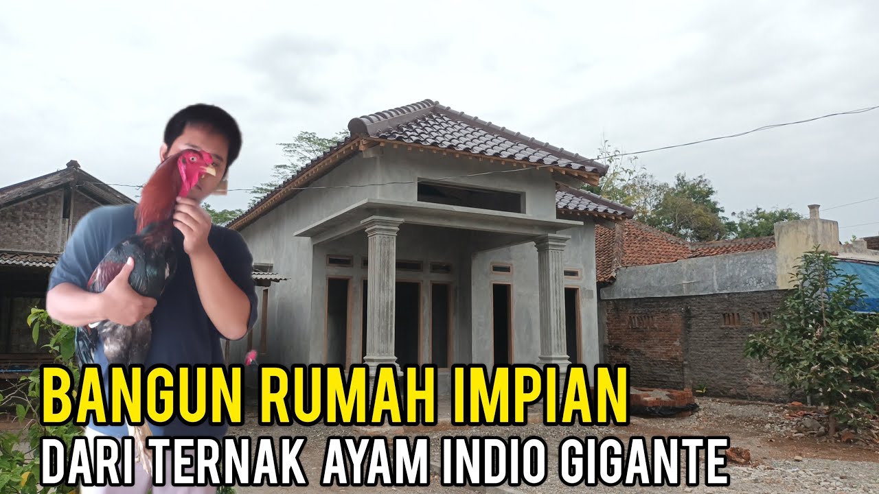 Ternak Ayam Indio Gigante, Harga DOC nya Bisa Jutaan !! Pemuda Ini Sukses Bangun Rumah Impian
