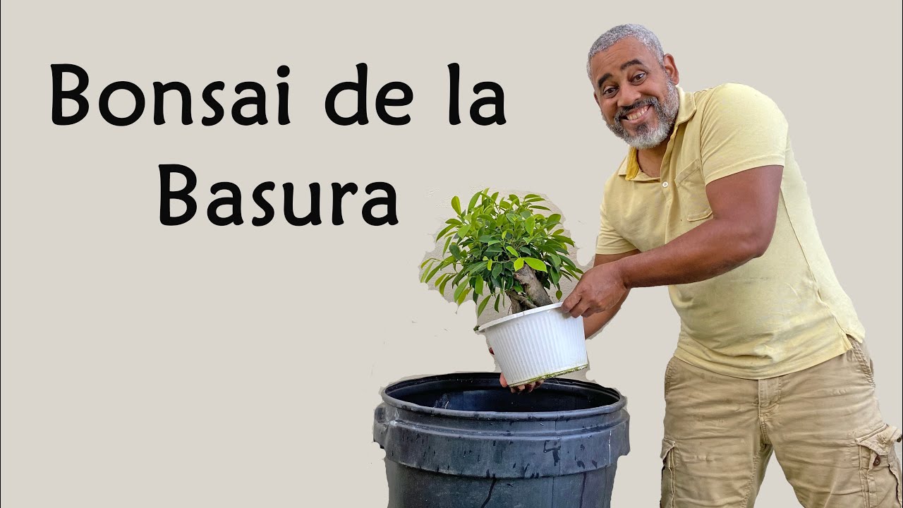 Bonsai de la Basura