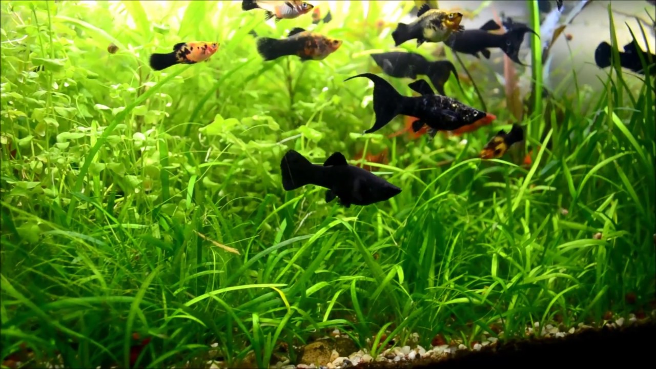 Sagittaria Subulata Aquarium Carpet Trimming