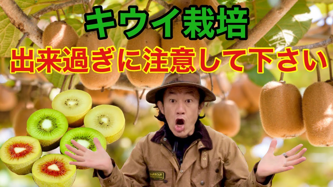 【１本で１０００個できる】鉢でもできるキウイの育て方教えます　【カーメン君】【園芸】【ガーデニング】【初心者】