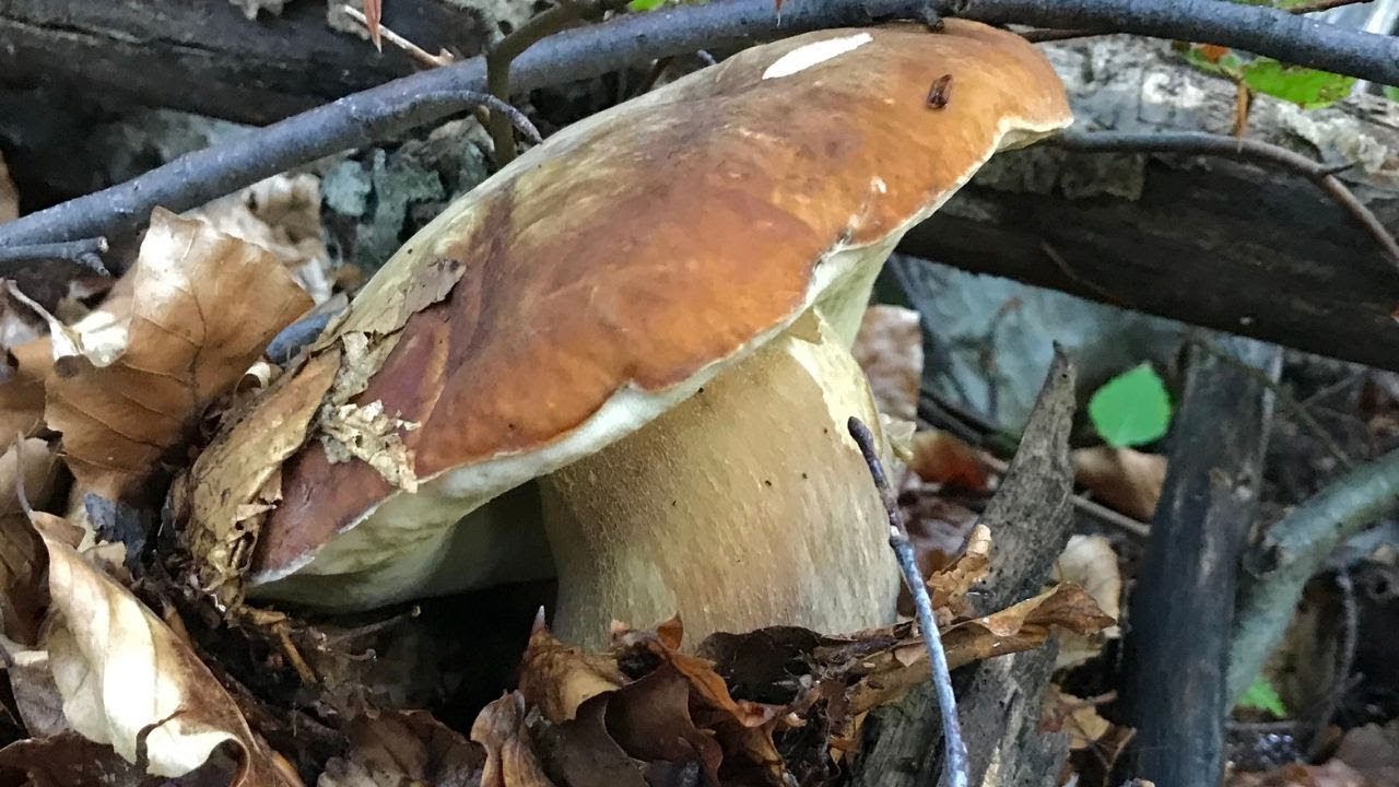 FUNGHI PORCINI -  FAGGI ALPINI & I LORO TESSSSSSORI !!!!