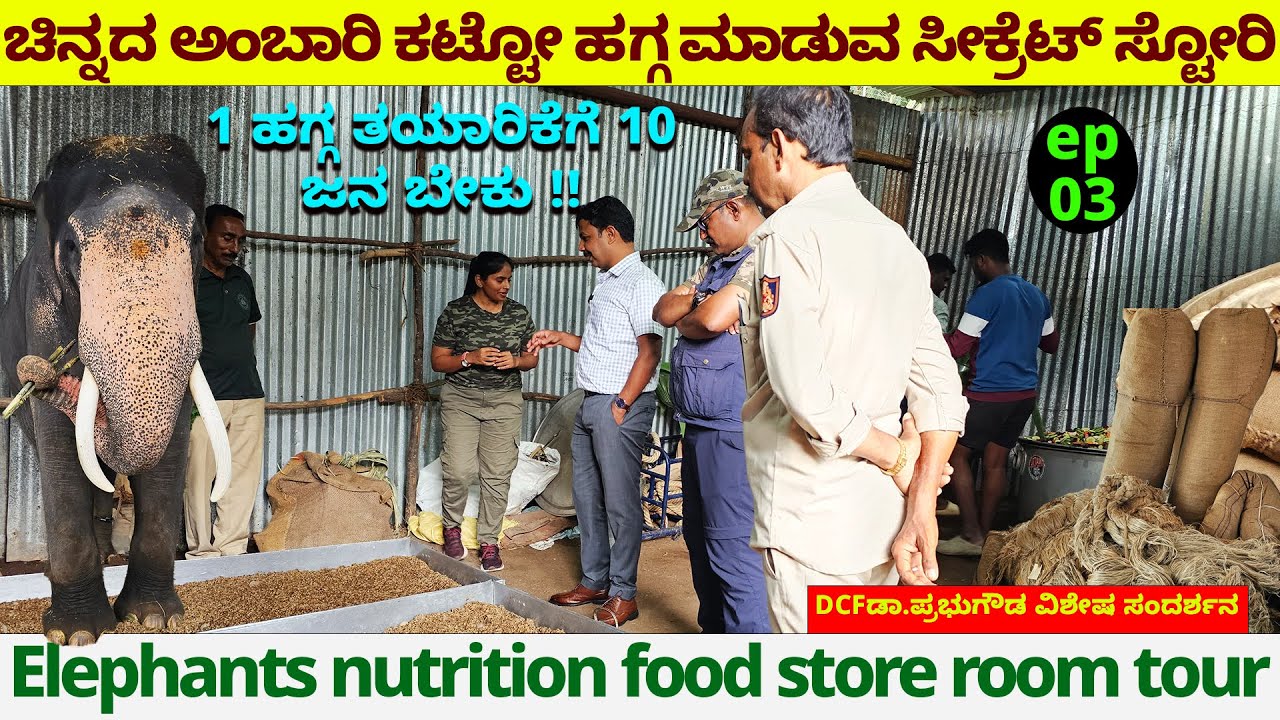 ಆನೆ ಅಂಬಾರಿ ಹೊರುವ ತಾಲಿಗೆ 1 ಹಗ್ಗ ತಯಾರಿಕೆಗೆ 10 ಜನ ಬೇಕು- Nandini- Jambusavari - Mysore Dasara Elephant-3
