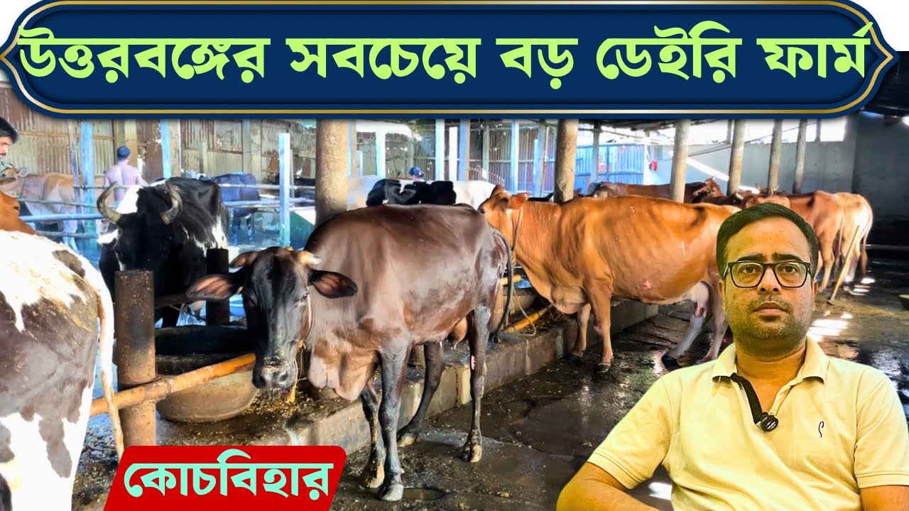 উত্তরবঙ্গের সবচেয়ে বড় গাভীর খামার | Coochbehar Mili Dairy Farm