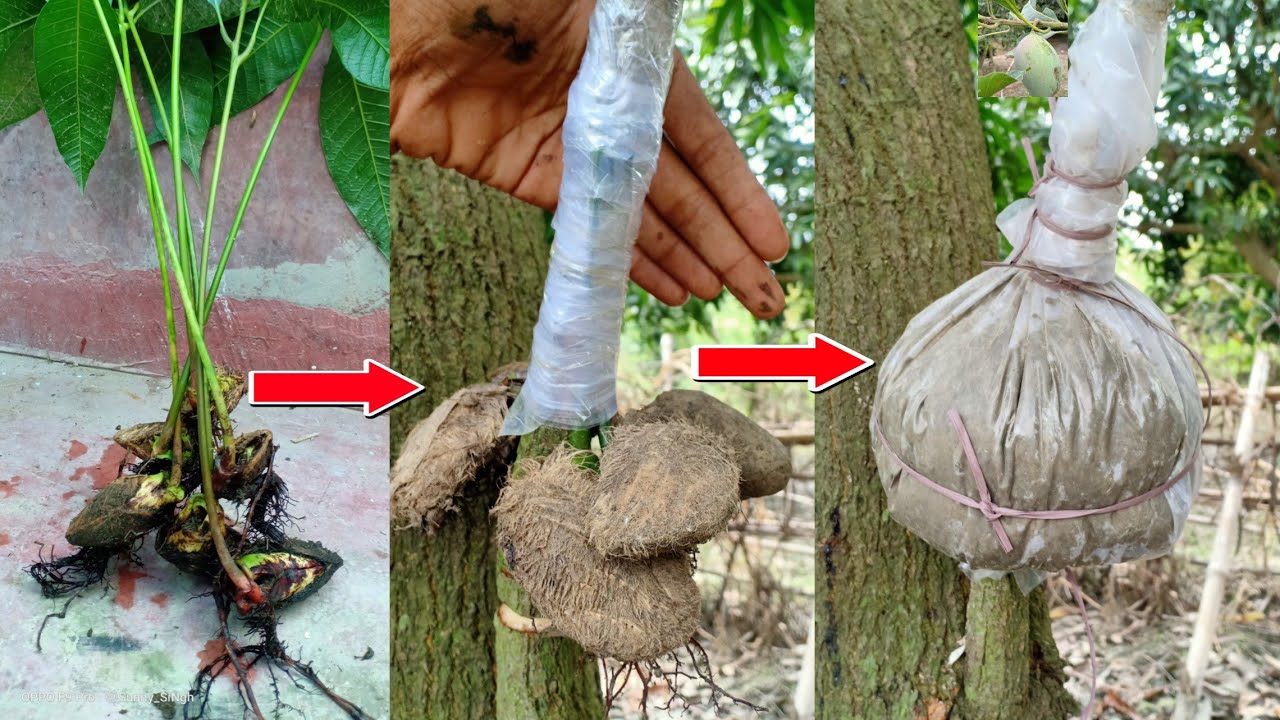 New Method Mango Grafting || Air Layering || गुठली आम के पौधा से ग्राफ्टिंग।
