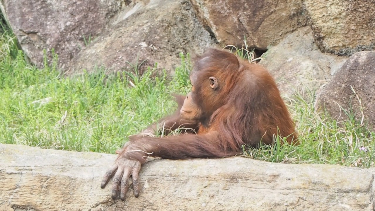 大鳴きしたリキちゃん・オランウータン