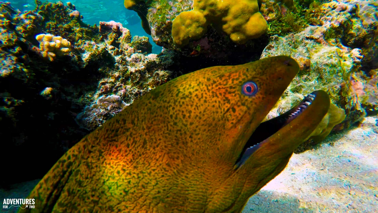 Giant Moray Eel at Moorea Lagoonarium in 4K