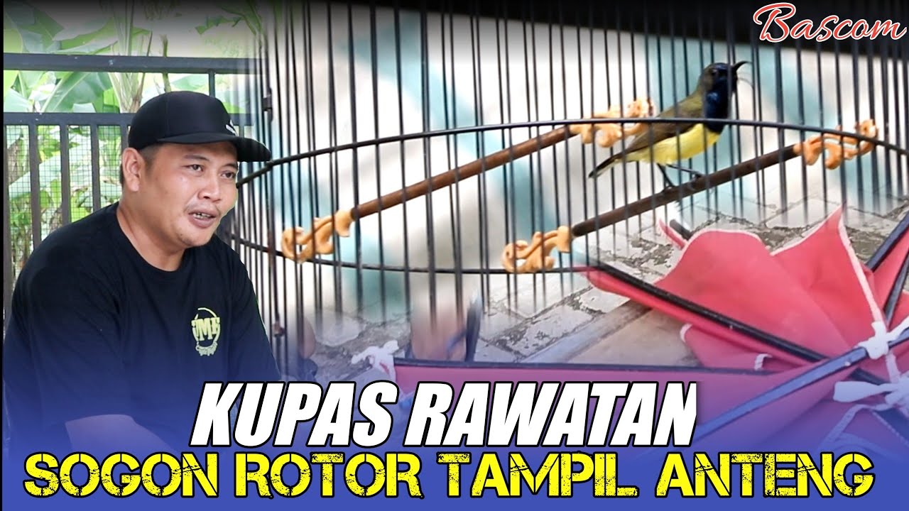 SEDANG NAIK DAUN || Kupas Rawatan Sogon Rotor Tampil Anteng  Jarang Oncleng