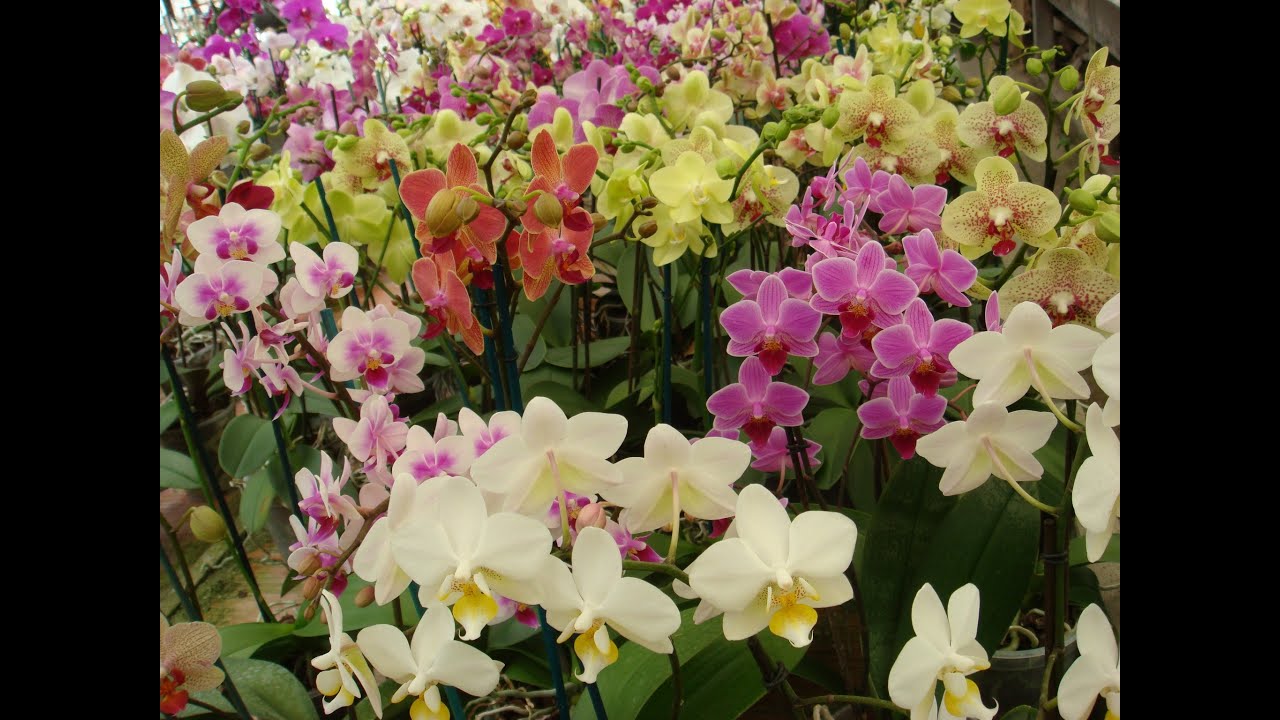 tutto sulle Phalaenopsis video n° 1 la bellissima storia e coltivazione in casa LA TEMPERATURA