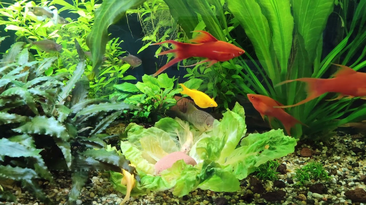4 tematy - sałata, blue gupik, red mieczyk, green rośliny, zwartka.