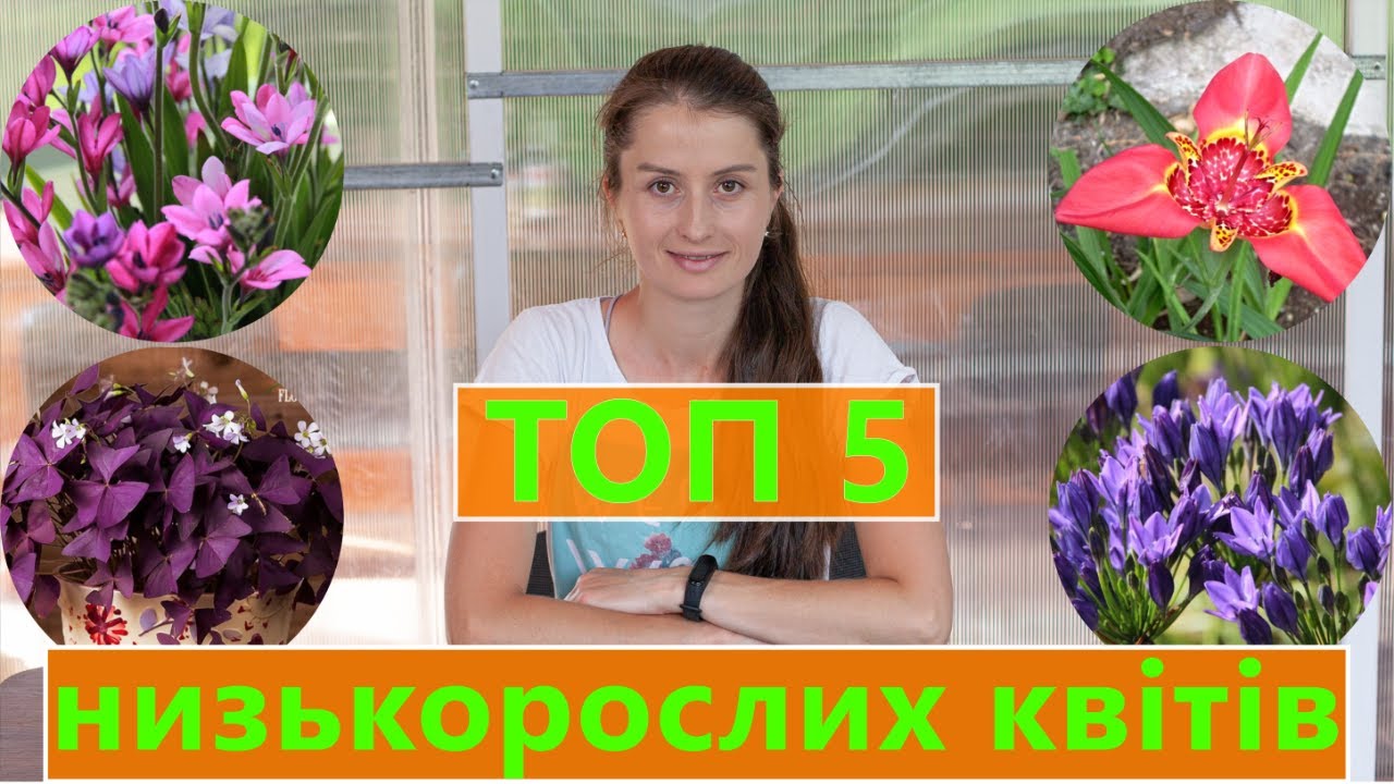 ТОП 5 НИЗЬКОРОСЛИХ КВІТІВ 🌼 ЯКІ ВАРТО ПОСАДИТИ ВЕСНОЮ☀️