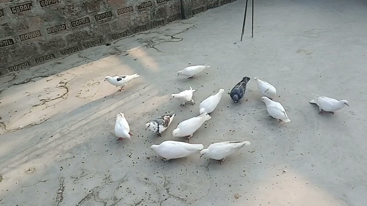  High flying pigeon gola kabutar Bihar 