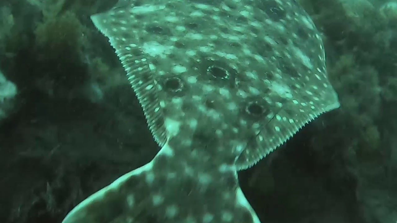 New York Scuba Diving Giant Fluke and lobsters