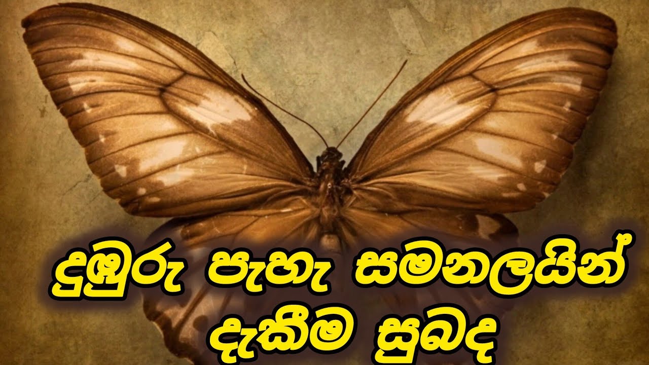 දුඹුරු පැහැ සමනලයින් දැකීම තුලින් සංකේතවත් වන්නේ කුමක්ද 