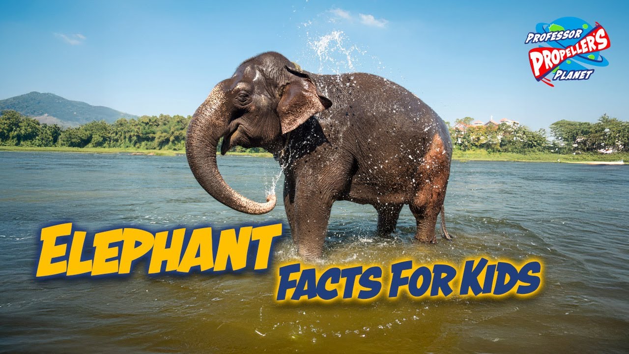 Awesome Elephant Facts for Kids !
