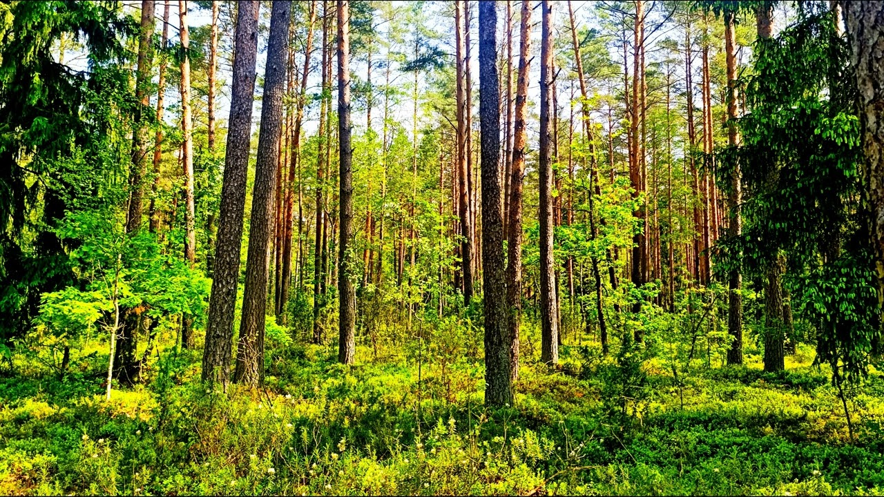 Спокойное пение птиц в глубине леса 🌿 Природная атмосфера для релаксации