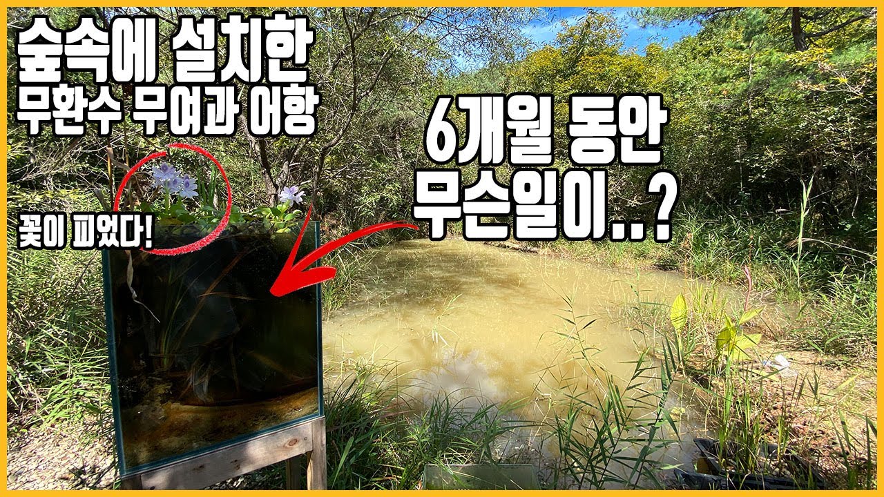 연못에 무환수, 무여과 어항을 설치한지 6개월이 지났습니다. 무무항 l 연못사나이 Ep. 13
