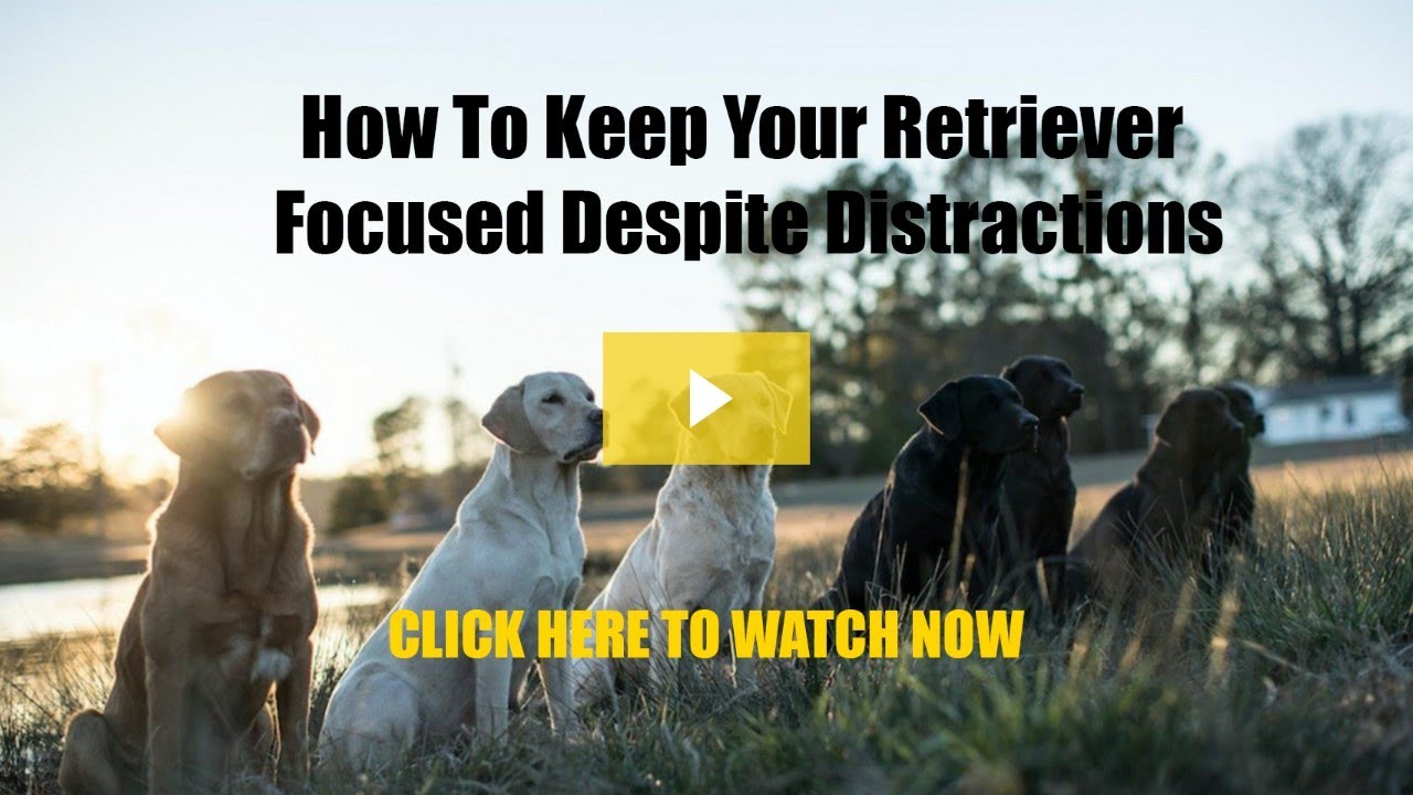 How To Keep Your Retriever Focused Despite Distractions