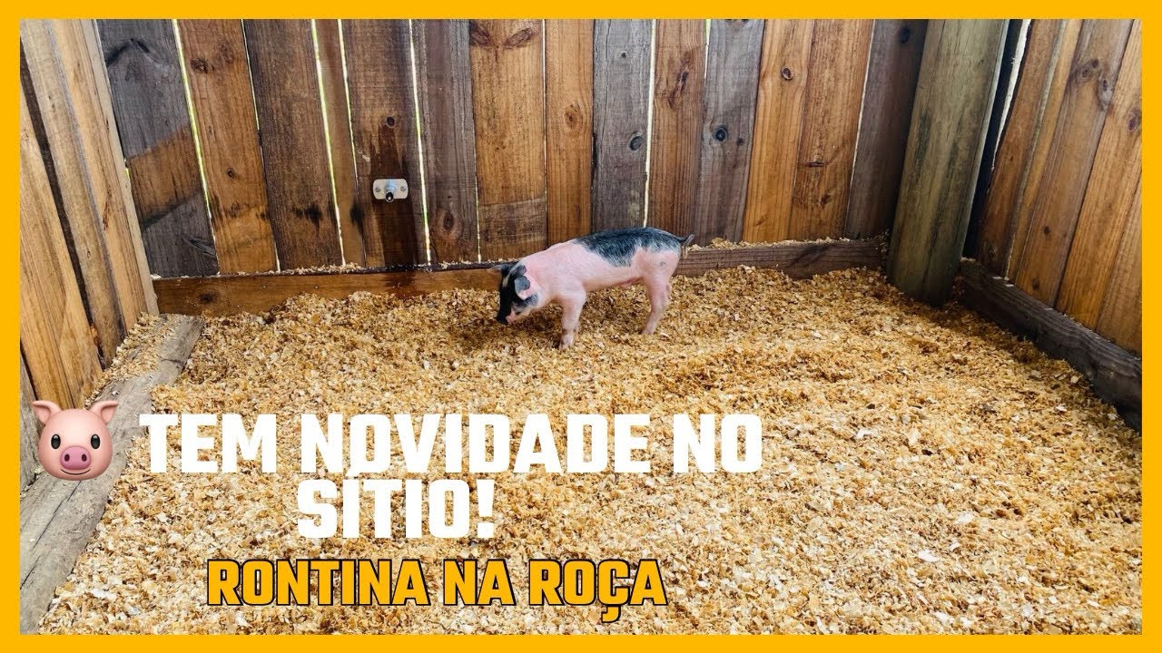 Chegaram os leitões no sítio 🐷 | Nossa rotina real com animais e muito trabalho! 