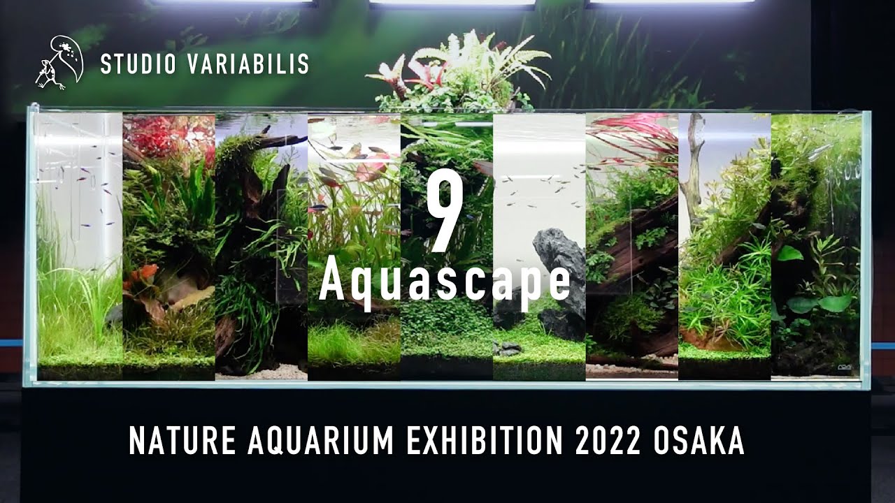 ネイチャーアクアリウム展 2022 大阪  